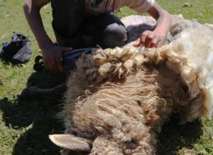 Tonte traditionnel du mouton