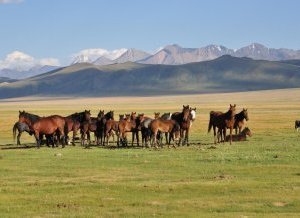 Des chevaux en semi-liberté