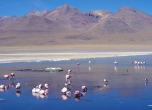 Sud Lipez... Bolivie
