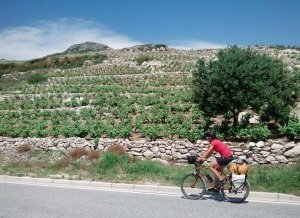 A travers les vignes sur la presqu'ile de Peljesac - Croatie